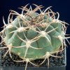 Gymnocalycium_tilianum_1